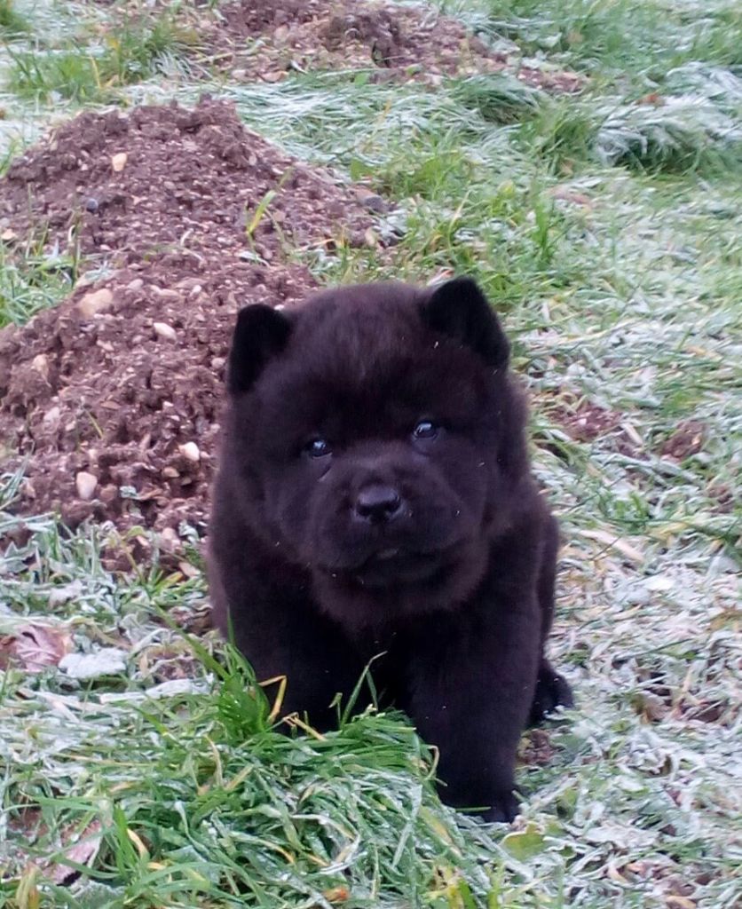 lou-anges du Saël - Chiots disponibles - Chow Chow