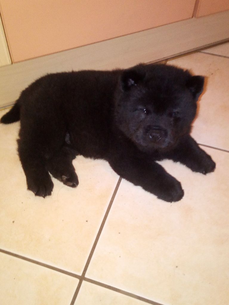 lou-anges du Saël - Chiots disponibles - Chow Chow