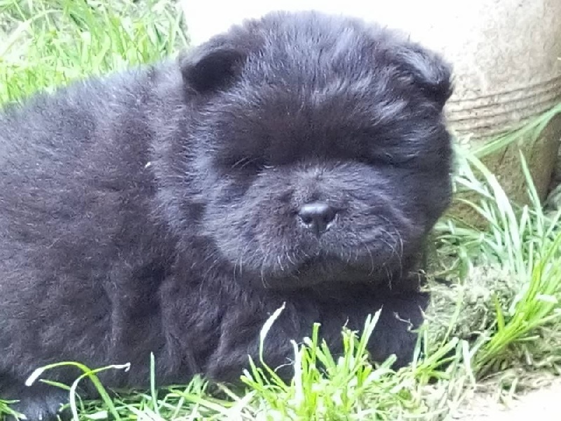 lou-anges du Saël - Chiots disponibles - Chow Chow