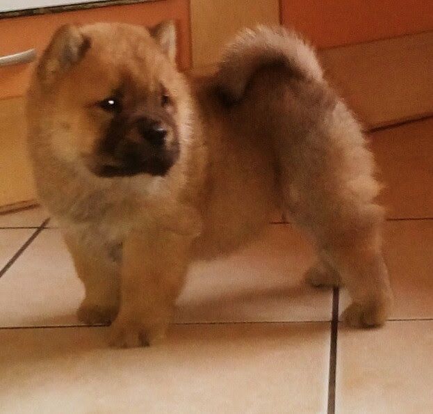 lou-anges du Saël - Chiots disponibles - Chow Chow