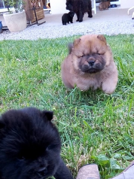 lou-anges du Saël - Chiots disponibles - Chow Chow