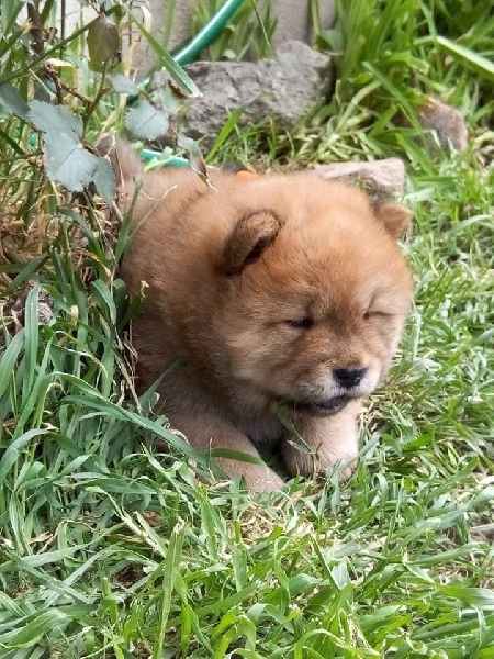 lou-anges du Saël - Chiots disponibles - Chow Chow