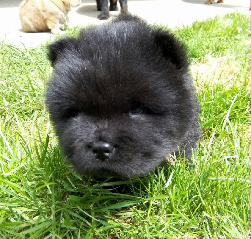 lou-anges du Saël - Chiots disponibles - Chow Chow